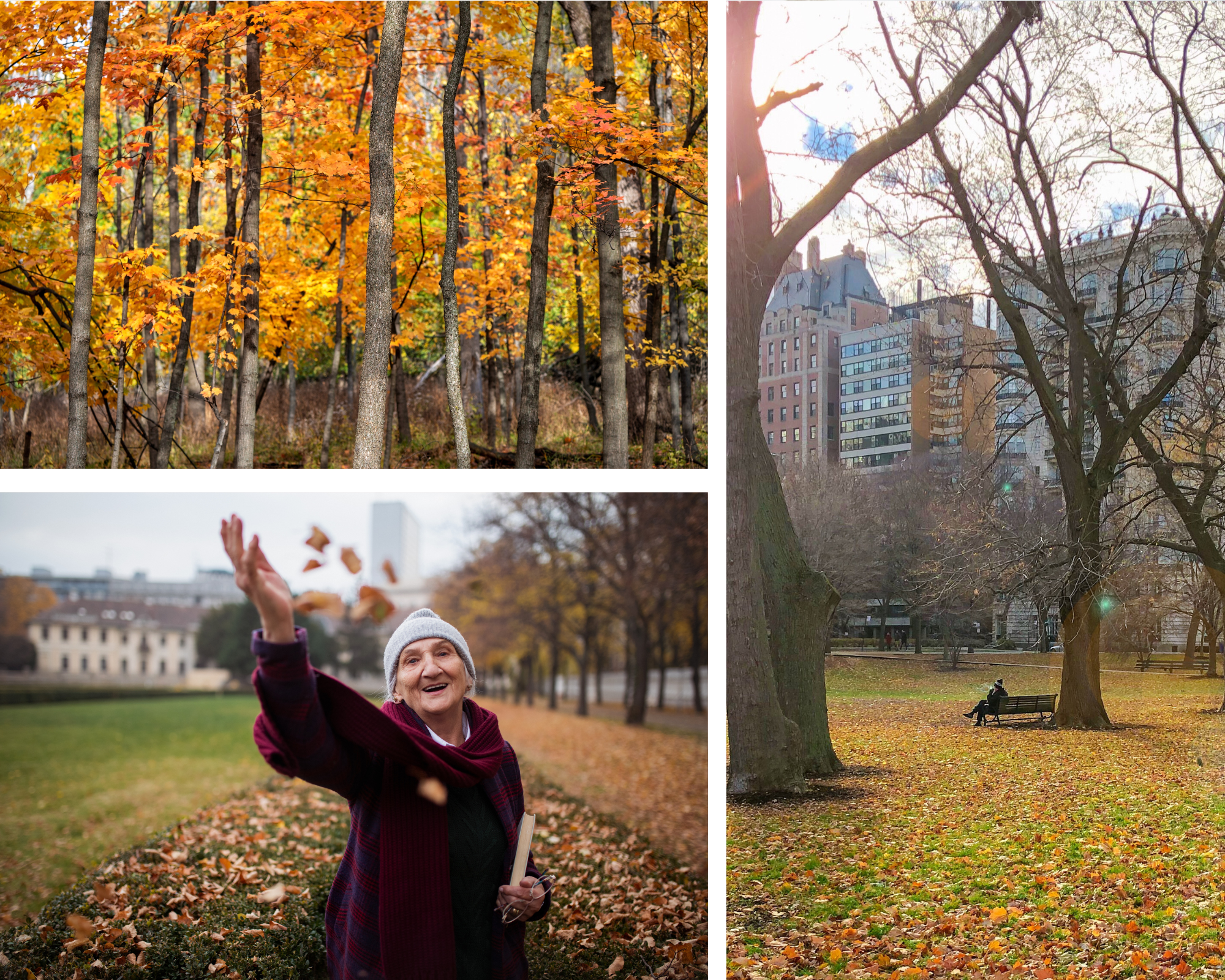 Where Seniors Can Look at Fall Foliage in Chicago