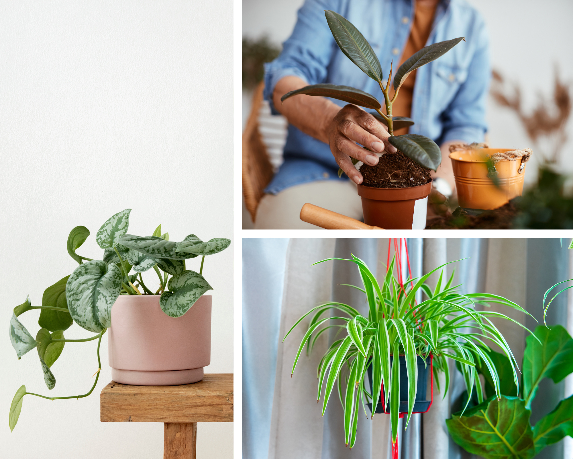 Try these indoor plants!